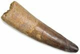 Fossil Spinosaurus Tooth - Real Dinosaur Tooth #376375-1